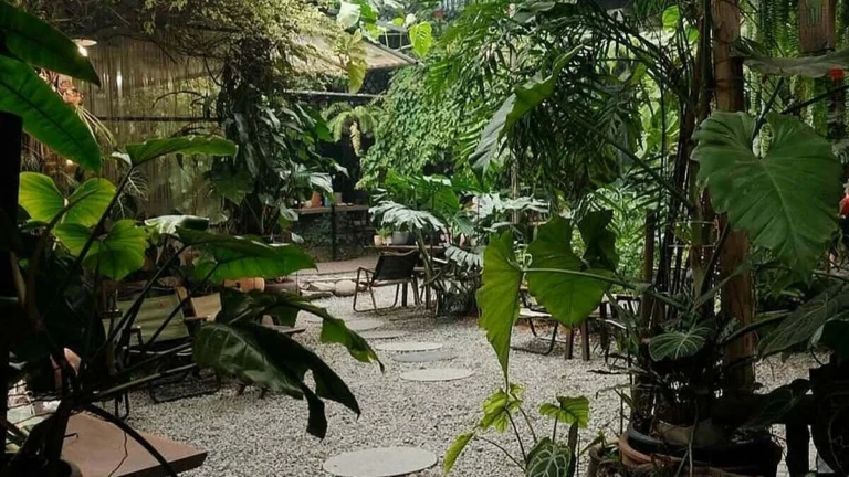 8 quán cà phê sân vườn để tận hưởng thu Hà Nội: Góc xanh bình yên giữa lòng thủ đô