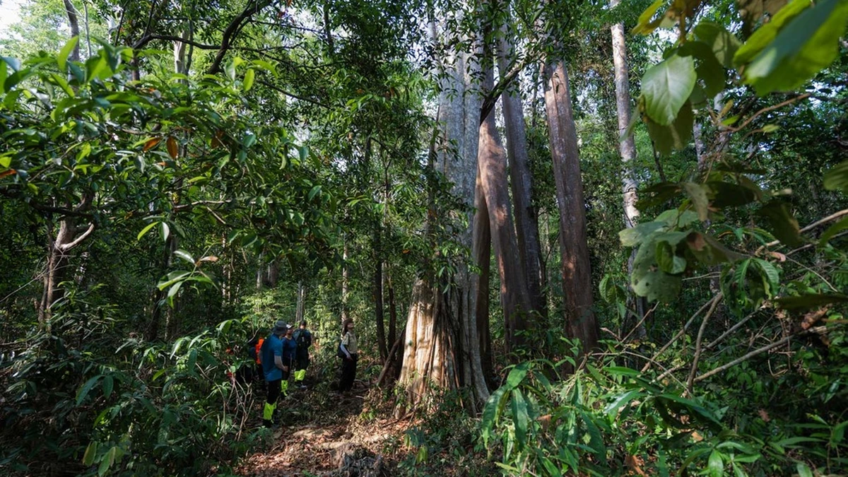 Du khách trekking cùng lực lượng kiểm lâm xuyên qua những tán rừng nhiệt đới Vườn quốc gia Cát Tiên