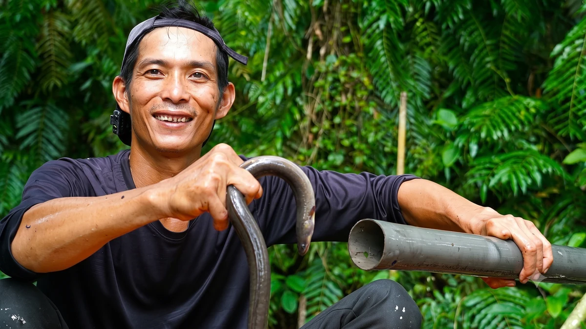 Đặt trúm bắt lươn giữa rừng U Minh Hạ