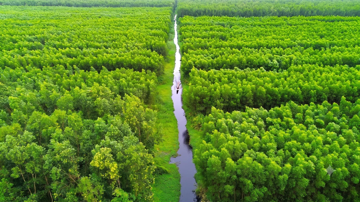 Vào mùa mưa, rừng tràm U Minh Hạ trải một màu xanh ngắt, dưới tán rừng là hệ thống kênh rạch chằng chịt với nhiều loài cá, lươn và sản vật tự nhiên. Đây cũng là thời điểm thợ rừng bắt đầu mùa đặt trúm lươn, một nghề mưu sinh gắn với đời sống người dân vùng rừng.Rừng tràm U Minh Hạ tiếp giám với rừng U Minh Thượng (tỉnh An Giang), diện tích khoảng 35.000 ha; trong đó 8.256 ha là Vườn quốc gia U Minh Hạ. Từ trung tâm Cà Mau (TP Cà Mau cũ), du khách có thể di chuyển bằng xe đến các điểm tham quan tại khu vực với khoảng cách 20-40 km.