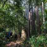 Tour kiểm lâm Vườn quốc gia Cát Tiên: Điểm sáng du lịch bền vững Việt Nam trên bản đồ quốc tế
