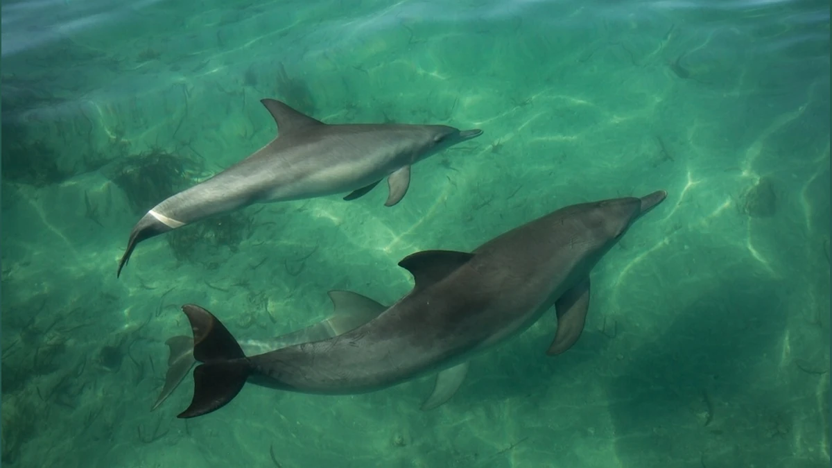 Cá heo bơi dưới nước. Ảnh:Dolphin Innovation Project
