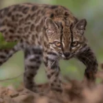 Phát hiện loài mèo mới Leopardus tilcayo và bước ngoặt trong nghiên cứu sinh học