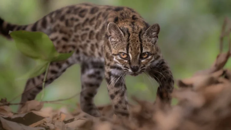 Phát hiện loài mèo mới Leopardus tilcayo và bước ngoặt trong nghiên cứu sinh học