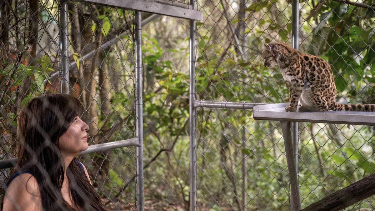 Mèo Leopardus tilcayo mới được phát hiện. Ảnh: Reuters