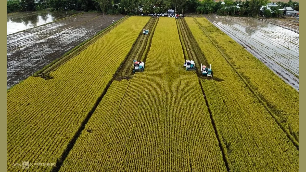 Thu hoạch lúa chất lượng cao tại Cần Thơ. Ảnh:An Bình